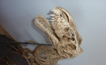 Tyranosaurus rex (T-REX) s výškou až 120cm – fotka 2