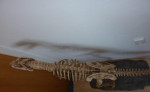 Tyranosaurus rex (T-REX) s výškou až 120cm – fotka 3